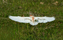 Eastern Cattle Egret Landing